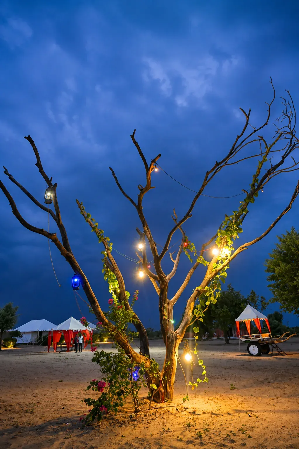 Feature courtyard tree decorated with fairy lights and lanterns in the camp grounds at dusk